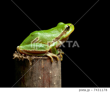 Tree frog sitting on branch top 7431178