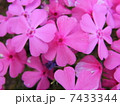 華 7433344
