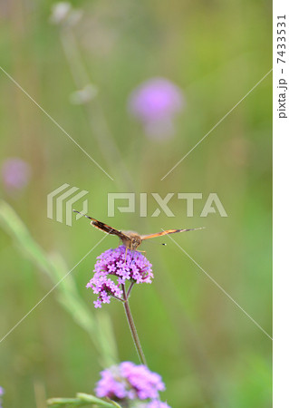 バーベナボナリエンシスとアカタテハ 7433531