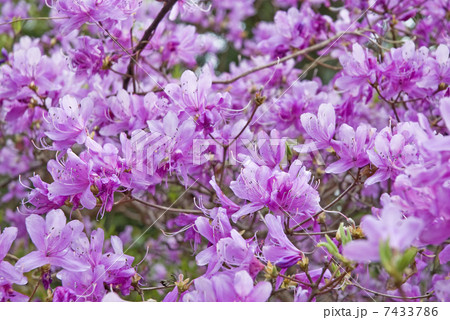 コバノミツバツツジ 7433786