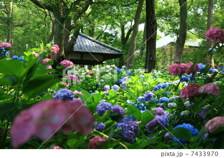 藤森神社 7433970