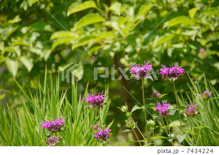 6月花　モナルダ・シソ科32 7434224