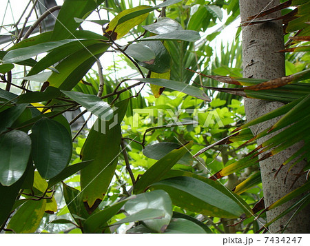 薬用植物 トンキンニッケイ 薬用植物 トンキンニッケイ 7434247