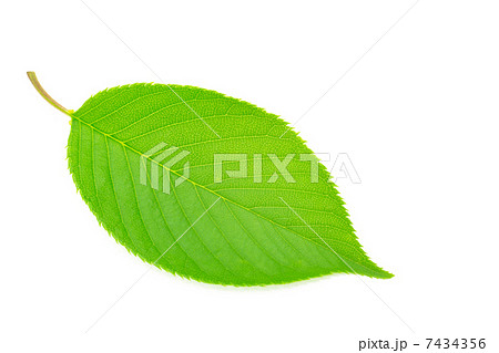 桜の葉 7434356