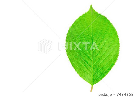 さくらの葉 7434358