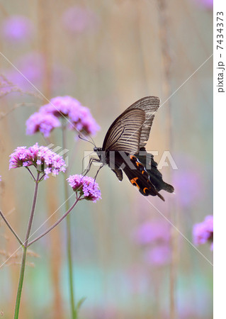 バーベナボナリエンシスとクロアゲハ バーベナボナリエンシスとクロアゲハ 7434373