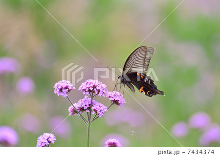 バーベナボナリエンシスとクロアゲハ バーベナボナリエンシスとクロアゲハ 7434374