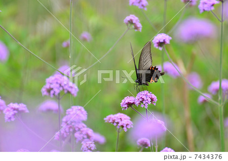 バーベナボナリエンシスとクロアゲハ バーベナボナリエンシスとクロアゲハ 7434376