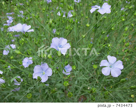 フラックス 7434473