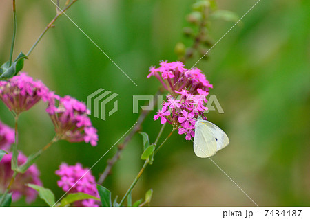 バーベナボナリエンシスとモンシロチョウ 7434487