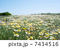 Field Wild Camomiles Close Up 7434516