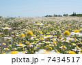 Field Wild Camomiles 7434517