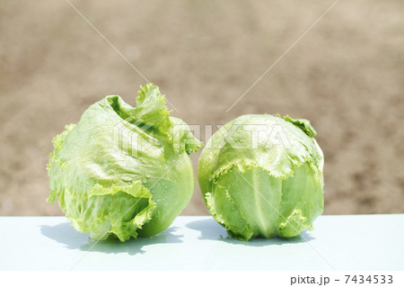 レタス 7434533