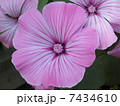 ラバテラ 7434610