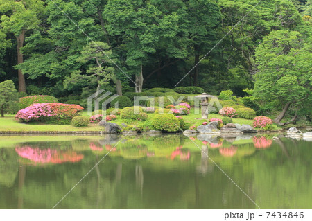 六義園のピンク色のサツキの花と湖面に映える景観 六義園のピンク色のサツキの花と湖面に映える景観 7434846