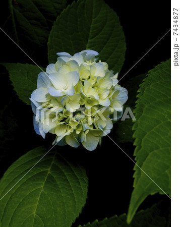 清廉の紫陽花 7434877