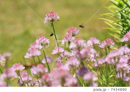 小石川植物園の淡い紅紫色の花・アサツキ 小石川植物園の淡い紅紫色の花・アサツキ 7434890