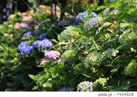 白山神社のカラフルな咲き始めの紫陽花の花と若葉に新緑 7434928