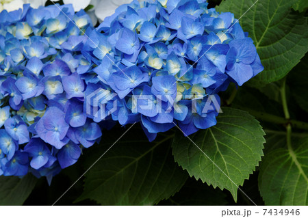 堀切菖蒲園の鮮やかな咲き始めの紫色のアジサイの花 堀切菖蒲園の鮮やかな咲き始めの紫色のアジサイの花 7434946