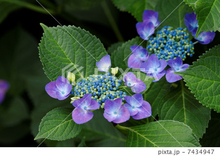 堀切菖蒲園の鮮やかな咲き始めの紫色のガクアジサイの花 7434947