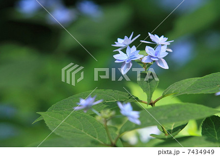 六義園の紫色のアジサイの花・シチダンカ 六義園の紫色のアジサイの花・シチダンカ 7434949