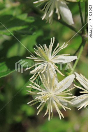 コボタンヅルの花 7435032