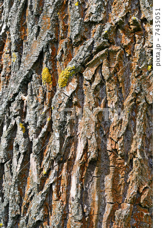 the bark of forest trees the bark of forest trees 7435051