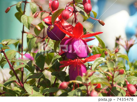 フクシア 7435476