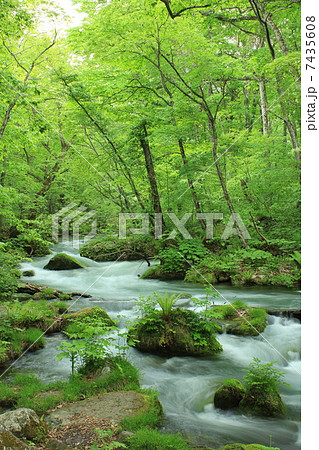 奥入瀬渓流　石ヶ戸の瀬 7435608
