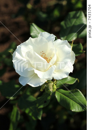 バラの品種　ホワイト・マジック 7435704