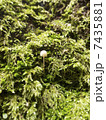 Small mushroom with moss 7435881