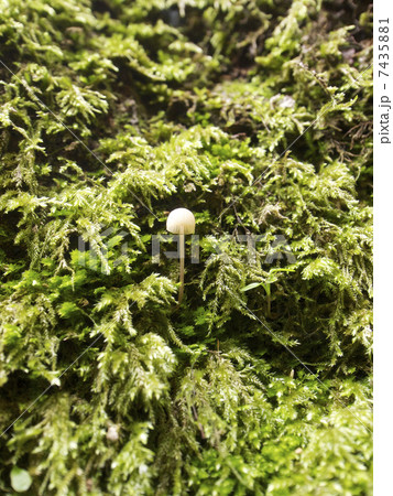 Small mushroom with moss Small mushroom with moss 7435881