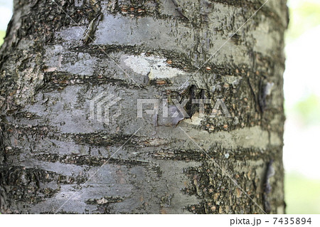 カスミザクラ 7435894