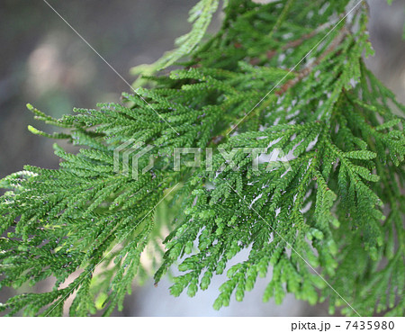 アスナロ 7435980