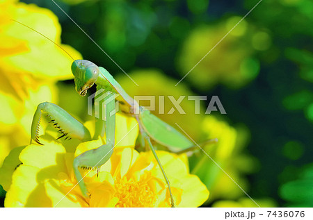 ハラビロカマキリとマリーゴールドの花 ハラビロカマキリとマリーゴールドの花 7436076