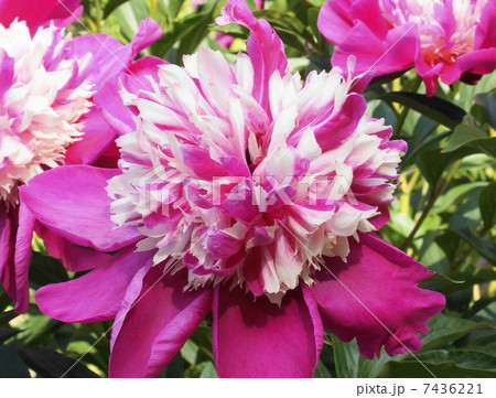 シャクヤク　０５ 7436221