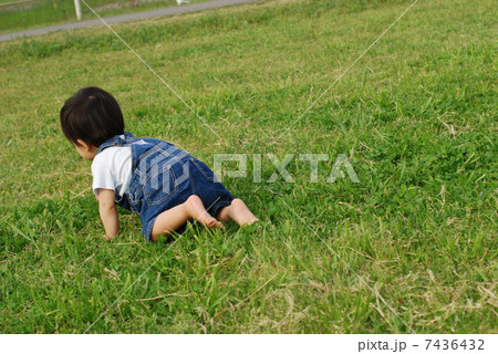 芝生をはいはいする子供 芝生をはいはいする子供 7436432