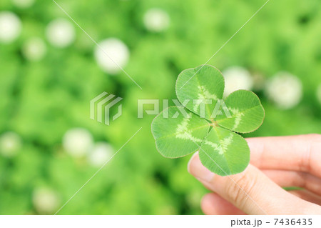 クローバー 7436435