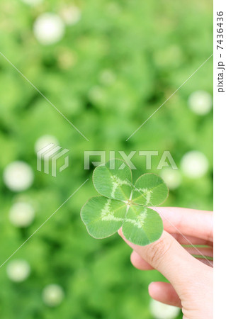 クローバー 7436436