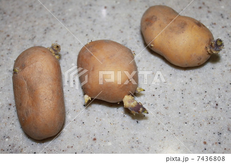 芽が出たジャガイモ 7436808