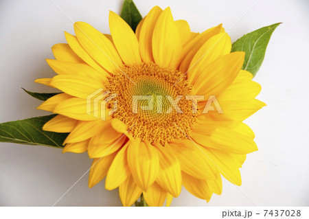 ヒマワリ ヒマワリ 7437028