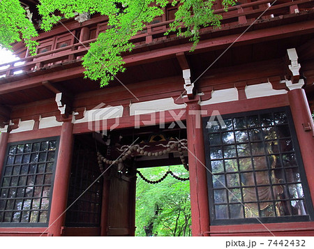 本土寺仁王門と新緑のモミジ 7442432