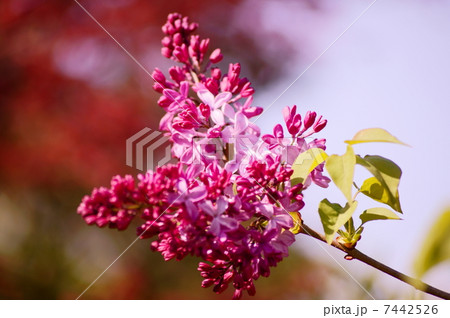 ライラック 花言葉:純潔 Syringa vulgaris ライラック 花言葉:純潔 Syringa vulgaris 7442526