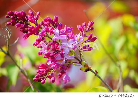ライラック 花言葉:純潔 Syringa vulgaris ライラック 花言葉:純潔 Syringa vulgaris 7442527