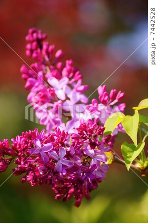 ライラック 花言葉 純潔 Syringa Vulgarisの写真素材