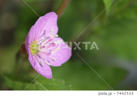 アカバナユウゲショウ(赤花夕化粧) アカバナユウゲショウ(赤花夕化粧) 7442533
