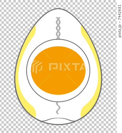 雞蛋的橫截面 雞蛋的橫截面 7442681