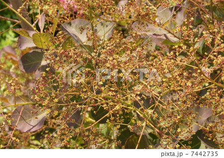 スモークツリー・咲き始め 7442735