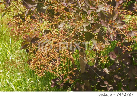 スモークツリー・咲き始め 7442737