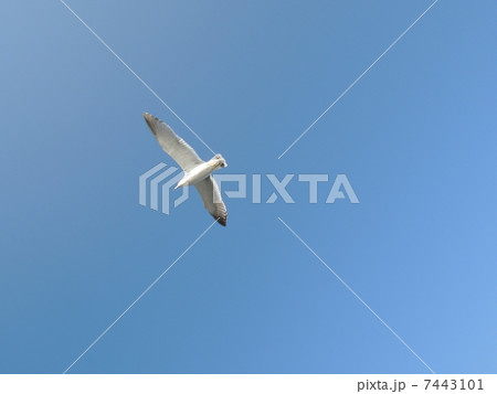 Ｓｕｍｍｅｒ 7443101